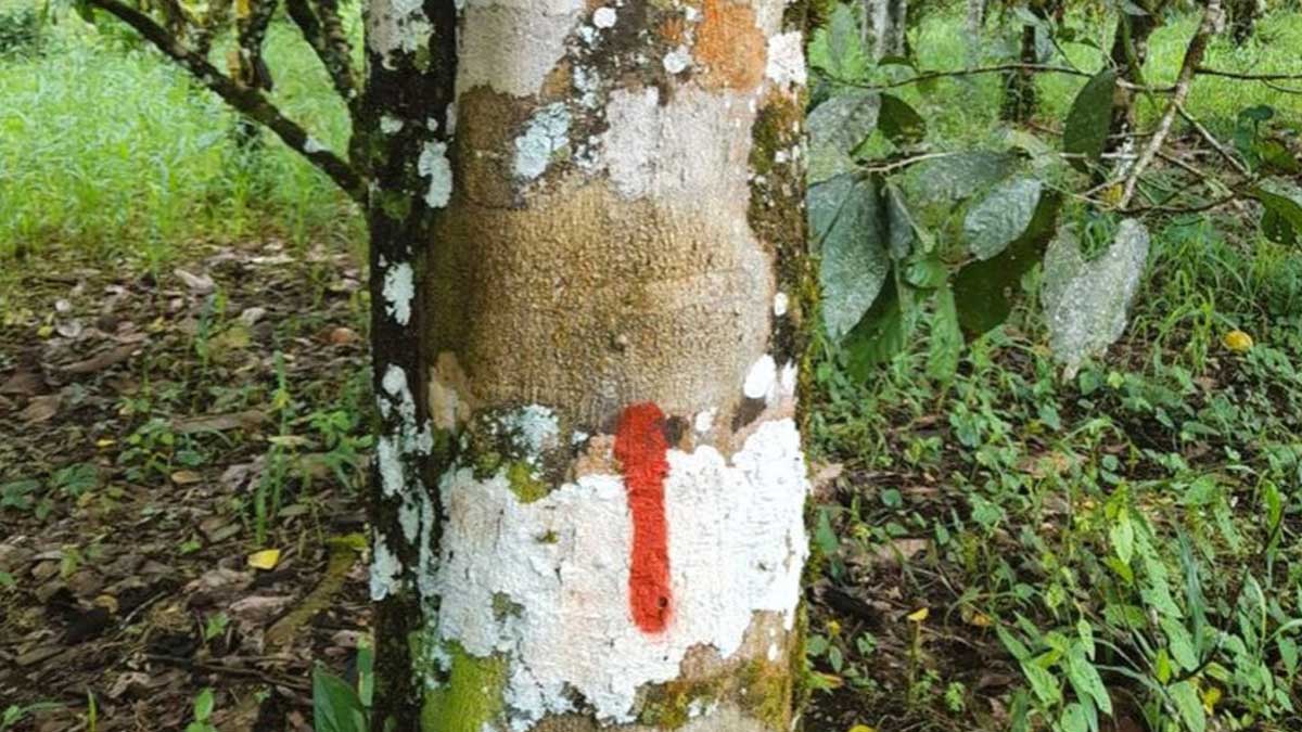 Prefectura realiza un inventario forestal