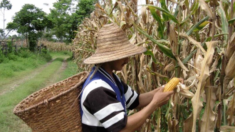 Presidente Xi Jinping declara que la seguridad alimentaria del país debe garantizarse con semillas nacionales