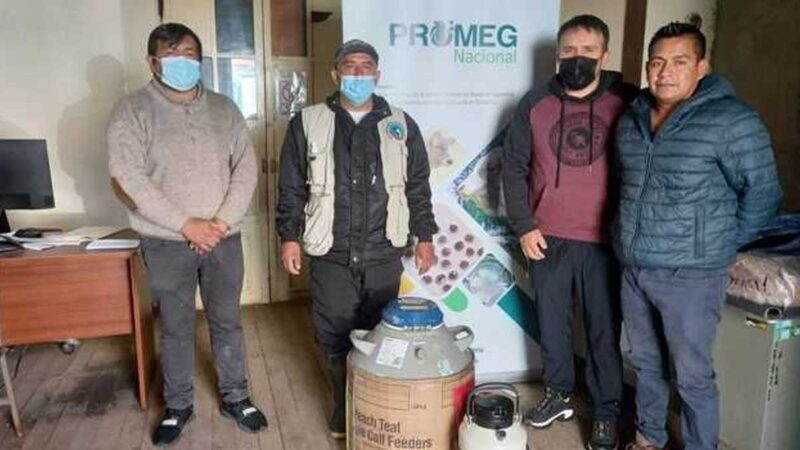 Productores de Baños del Inca reciben material genético de ganado