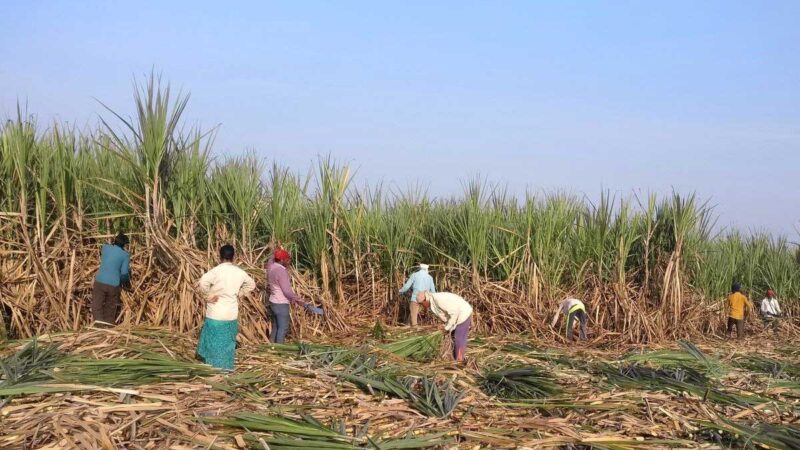 Productores de azúcar proporcionará subsidio para triturar excedentes de caña