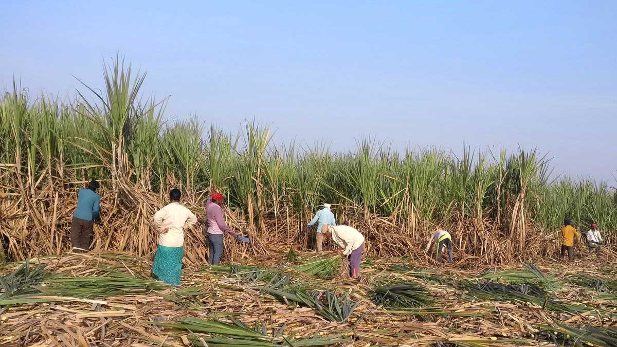 Productores de azúcar proporcionará subsidio para triturar excedentes de caña