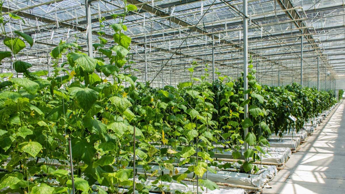 Productores de hortalizas retoman su trabajo para satisfacer las necesidades alimentarias