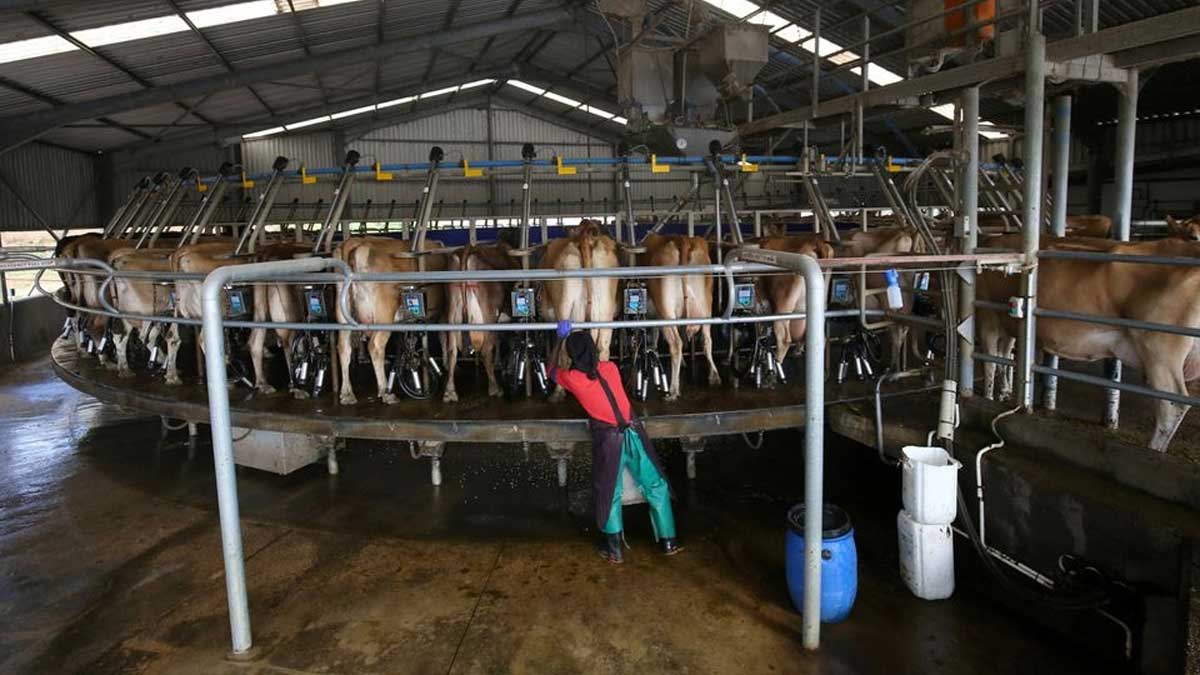 Productores de leche sudafricanos buscan créditos de carbono mientras reducen las emisiones