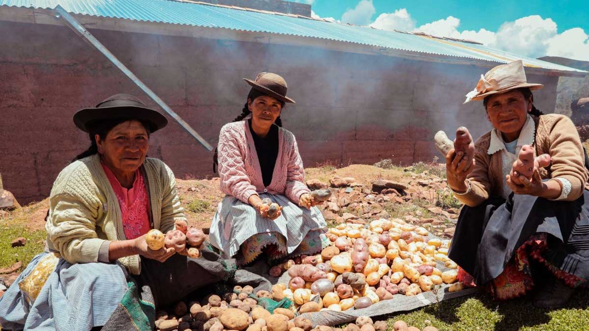 En Huánuco, productores de papa recibirán maquinarias y fertilizantes