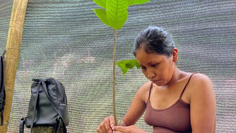 Proyecto del MAG impulsa a productores a realizar injertos en plantas de cacao