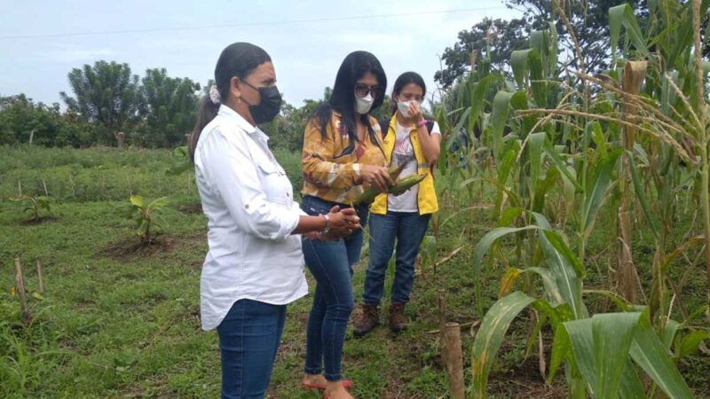 SE REALIZÓ COSECHA DE CHOCLOS EN LA FINCA LA LOLA
