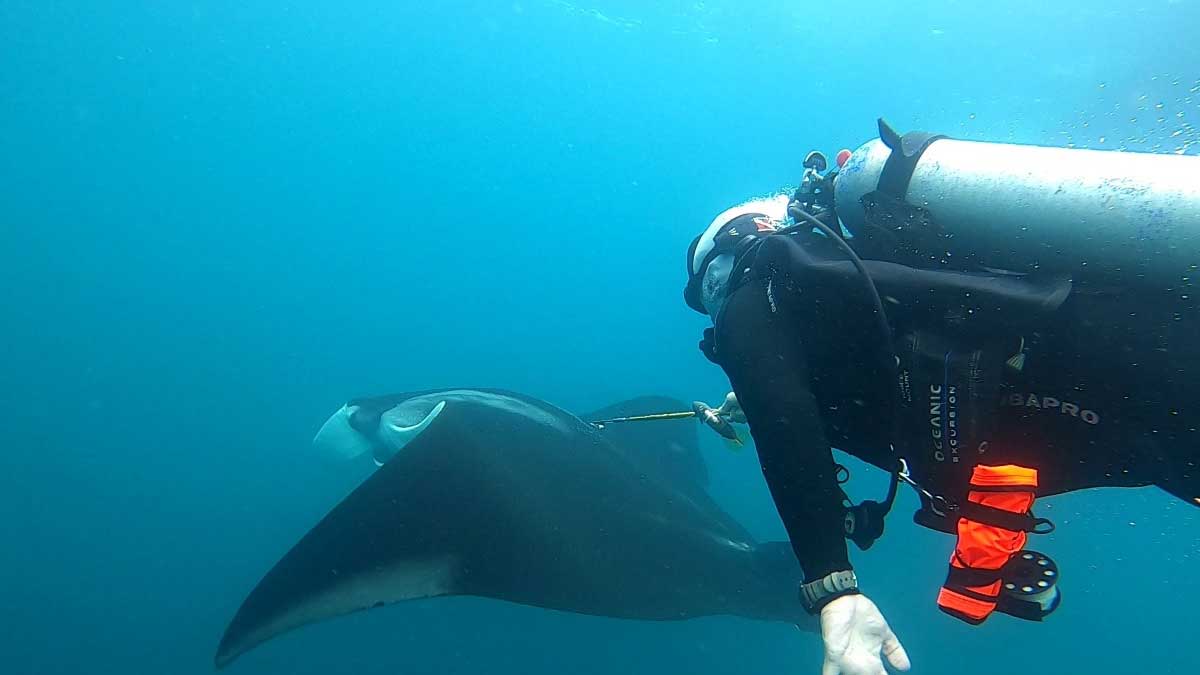 Se fortalece la investigación sobre mantarrayas