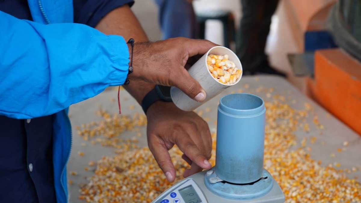 Se realizan operativos para controlar el precio oficial del maíz