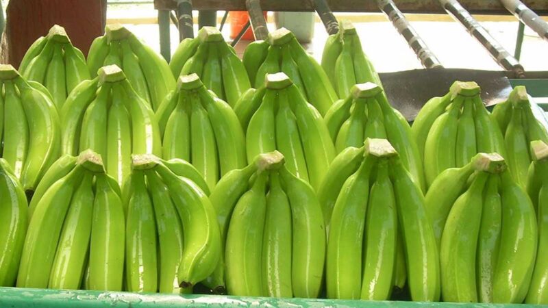 Se vislumbra excedente de plátanos de América Latina en Europa