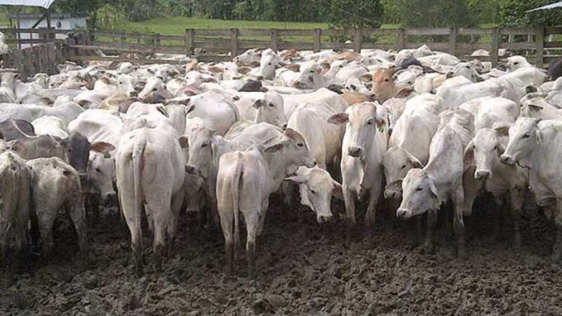 Sector ganadero es beneficiado con Escuelas de Campo