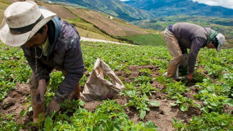 Seguro Agropecuario aumentó en 303 % durante el actual Gobierno