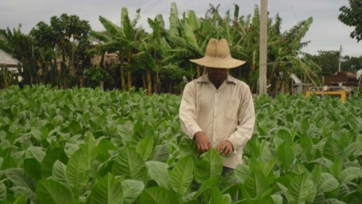 “Sembrar Con-Ciencia” es la nueva campaña del MINAG para una producción sostenible, una alimentación nutritiva y saludable