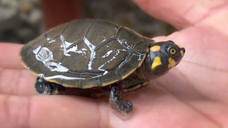 Tortugas acuáticas fueron decomisadas en Ibarra