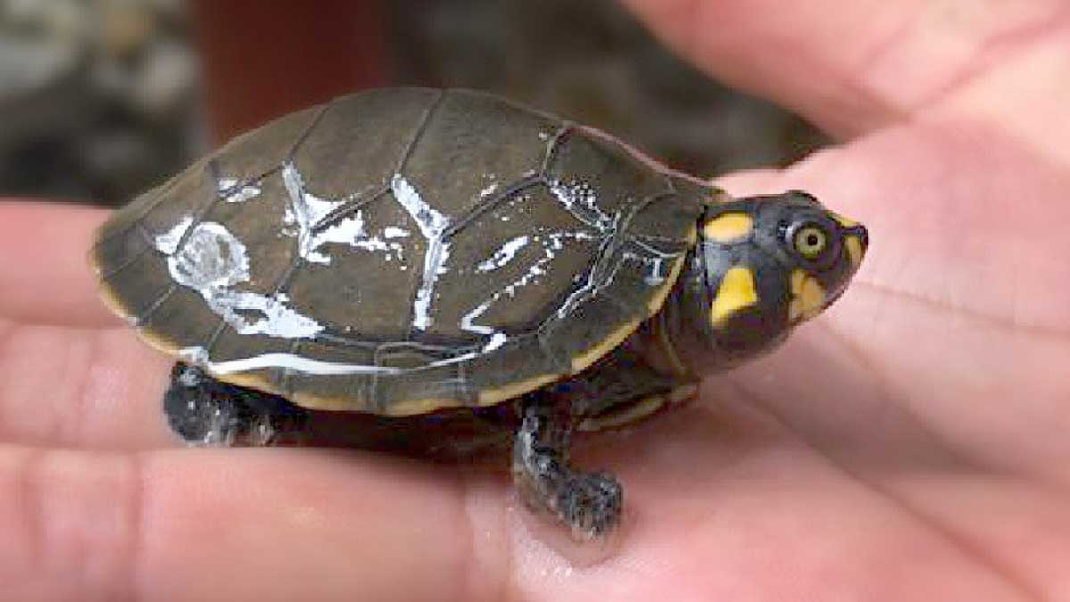 Tortugas acuáticas fueron decomisadas en Ibarra
