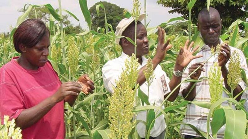 Uganda lucha contra el gusano cogollero que devora los cultivos de cereales