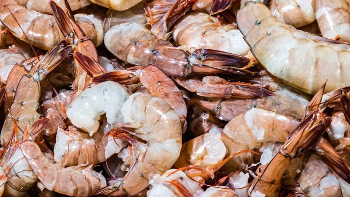 Veda de camarón marino será del 02 al 31 de mayo