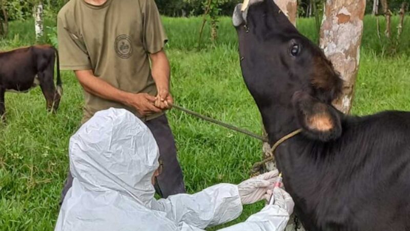 AGROCALIDAD realizó muestreo de bovinos menores para la determinación de no circulación viral de fiebre aftosa