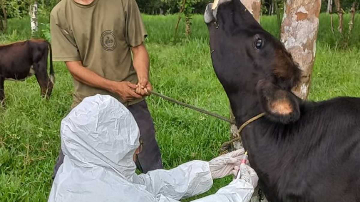 AGROCALIDAD realizó muestreo de bovinos menores para la determinación de no circulación viral de fiebre aftosa