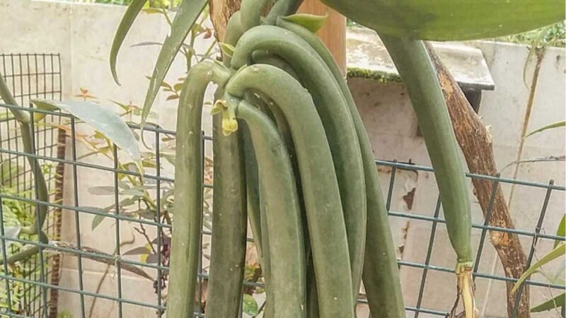 Avanza proyecto de la nueva cadena de valor del cultivo de vainilla