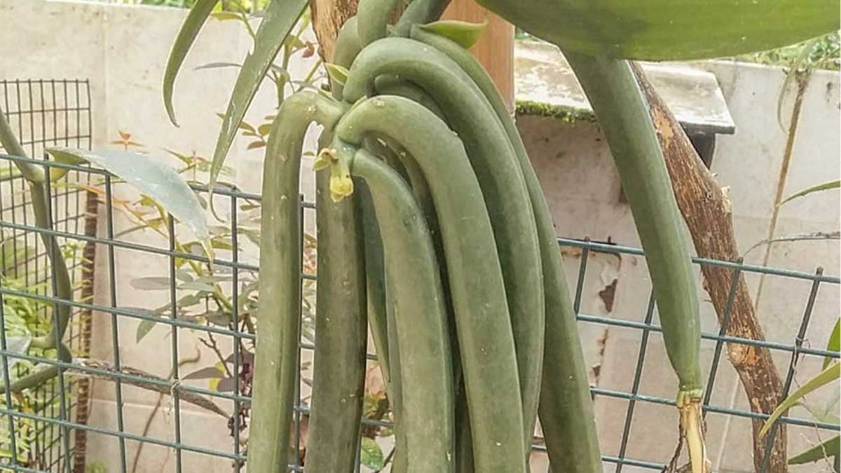 Avanza proyecto de la nueva cadena de valor del cultivo de vainilla