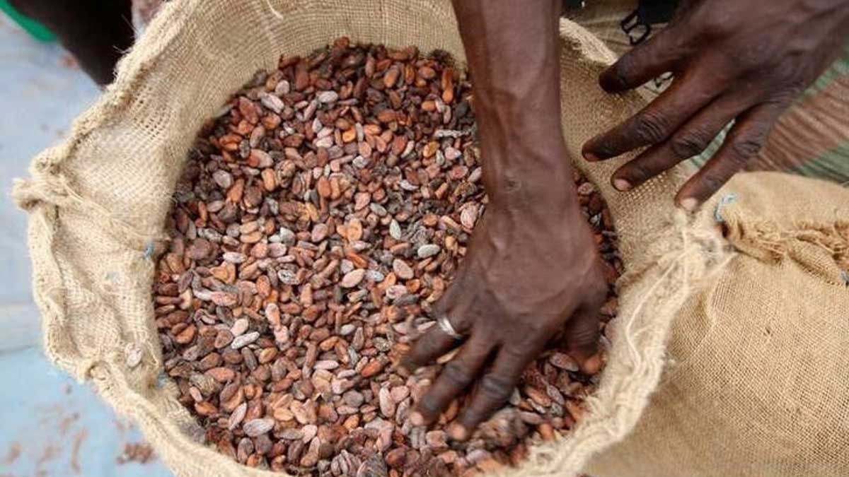 Cacao de Costa de Marfil molido subió 16,7% en abril