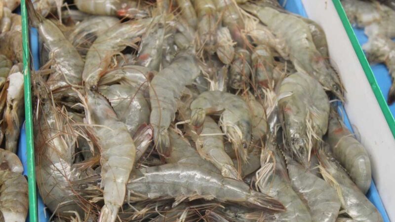 Camarón ecuatoriano reingresará al mercado tailandés
