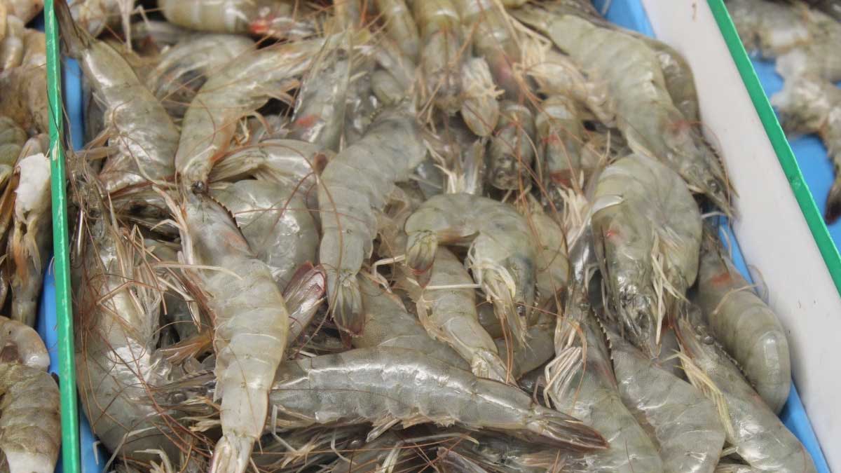 Camarón ecuatoriano reingresará al mercado tailandés