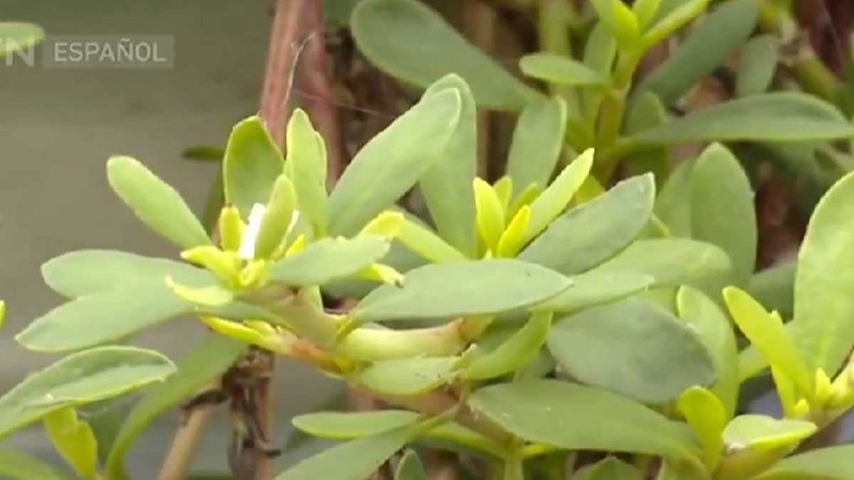 China considera el cultivo a gran escala de verdolaga de mar