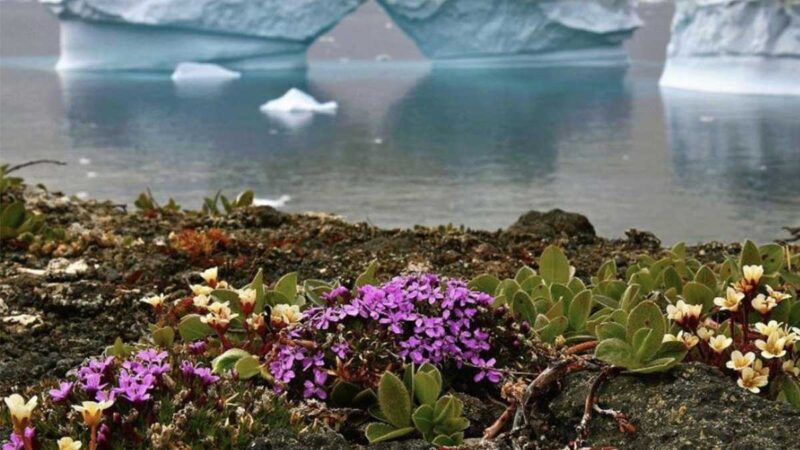 Científicos advierten sobre las flores y plantas que nacen en la Antártida