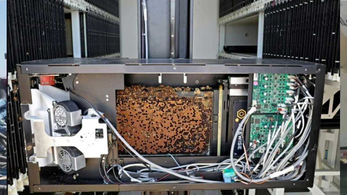 Colmenas robotizadas en Israel para preservar a las abejas