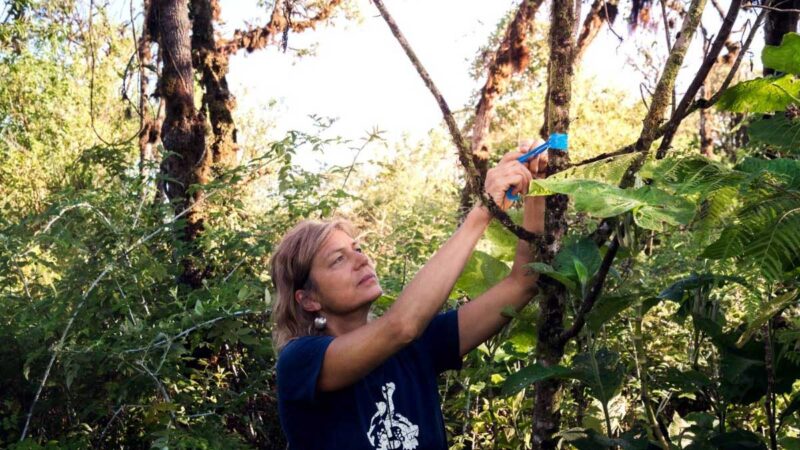 Drones rastrean plagas que amenazan la vida endémica de las islas Galápagos