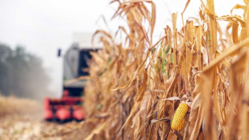 El Congreso Maizar volverá a reunir al sector del maíz y el sorgo