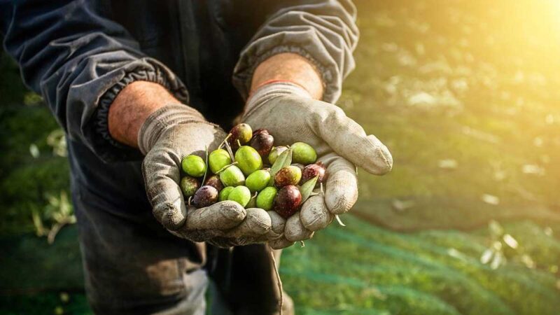 El aceite de oliva se convierte en una tendencia que atrae a turistas de todo el mundo