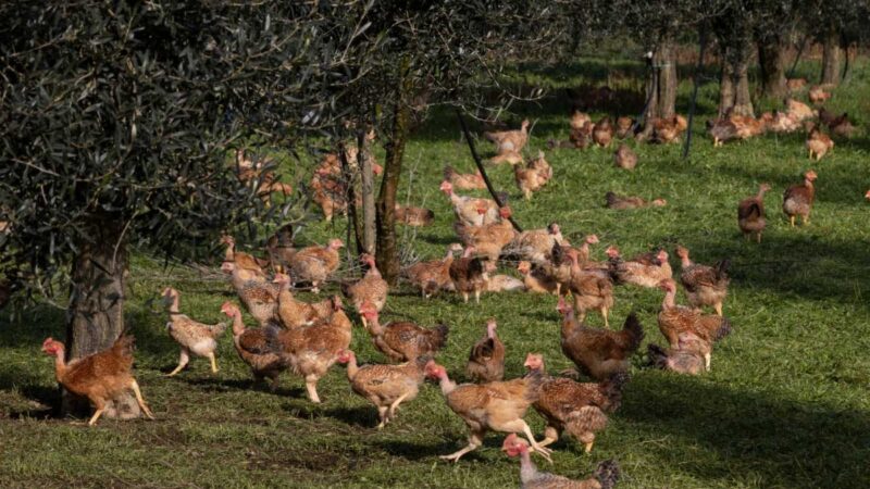 El índice de precios de los alimentos de la FAO desciende en abril