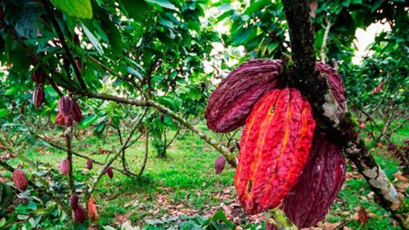 Feria Chokao busca reactivar el sector cacaotero