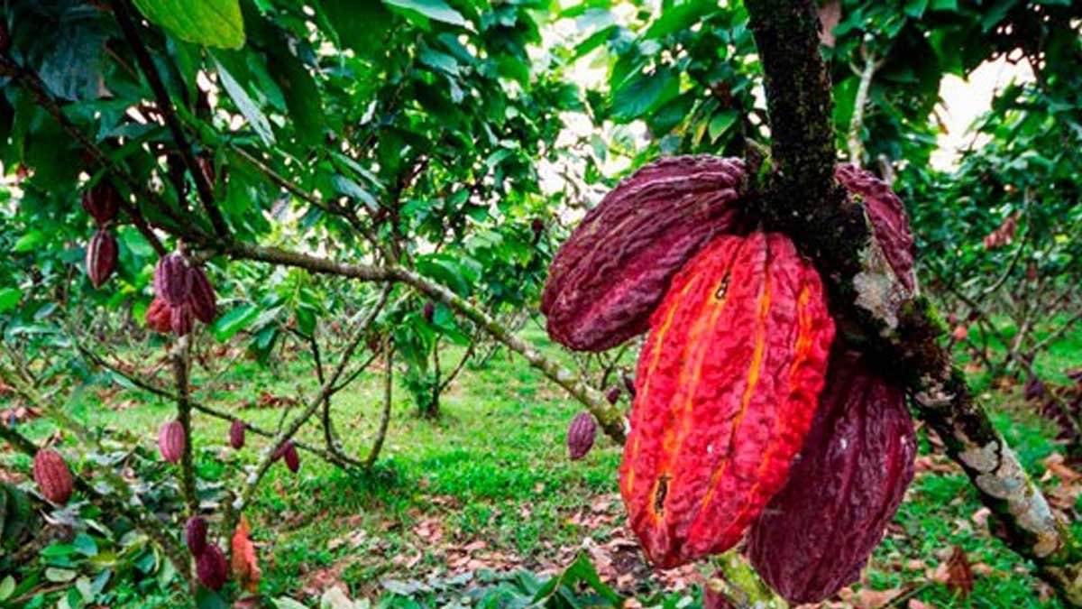 Feria Chokao busca reactivar el sector cacaotero