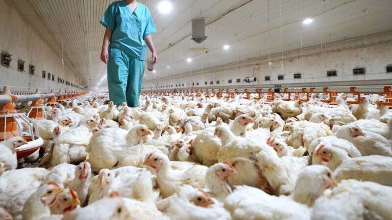 Francia sacrifica aves por epidemia de gripe aviar