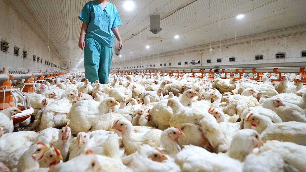 Francia sacrifica aves por epidemia de gripe aviar