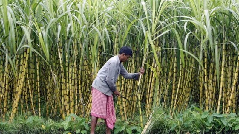 India restringe exportaciones de azúcar por primera vez en 6 años