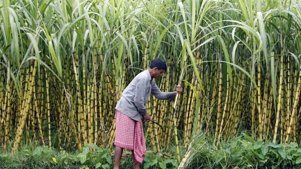 India restringe exportaciones de azúcar por primera vez en 6 años