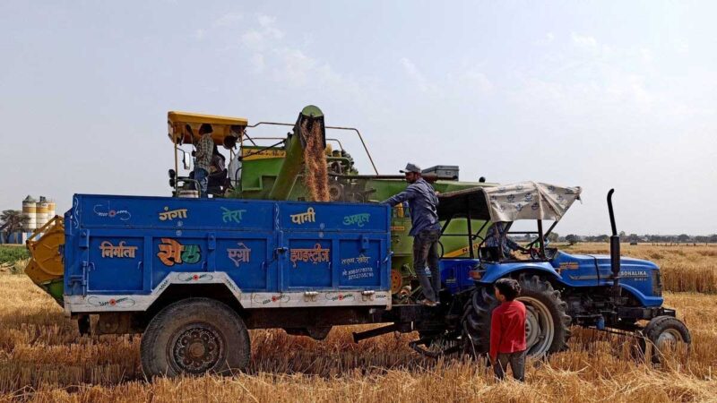 India sembrará menos trigo y más arroz para programa de comida gratis