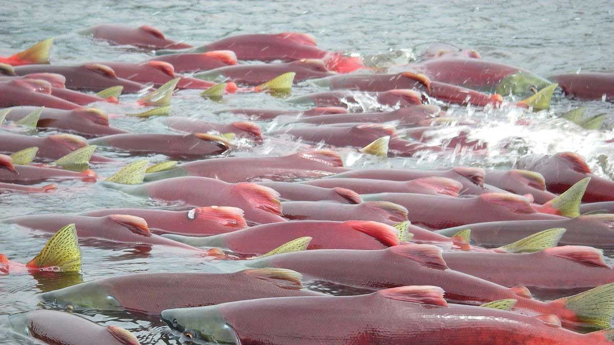 La administración de Biden presenta una propuesta revisada para proteger la cuenca hidrográfica clave de Alaska