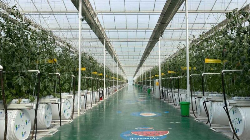 La aplicación de tecnologías agrícolas revitaliza la producción en la región autónoma Uygur de Xinjiang