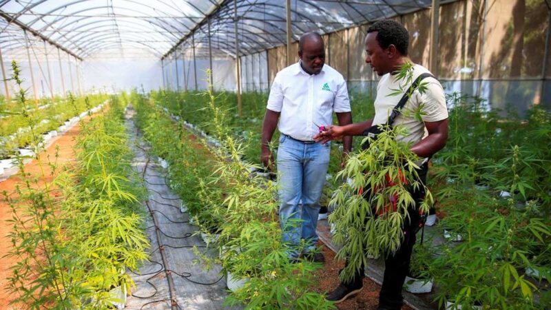 Los agricultores de Zimbabue esperan una bocanada del auge del cannabis