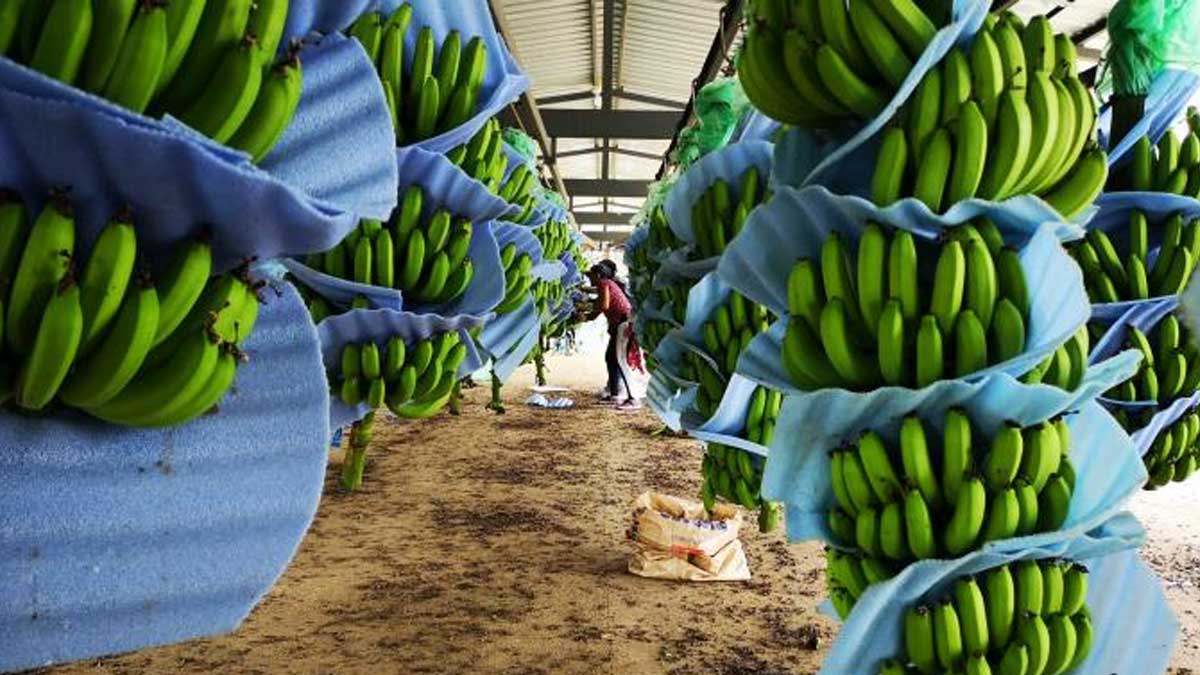 MAG recibe cuatro denuncias por no pago del Precio Mínimo de Sustentación de la caja de banano