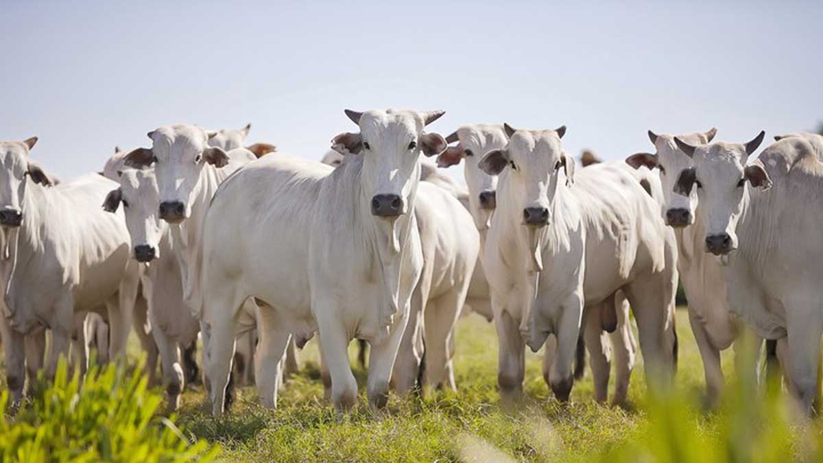 MAPA suspende vacunación contra fiebre aftosa en seis estados