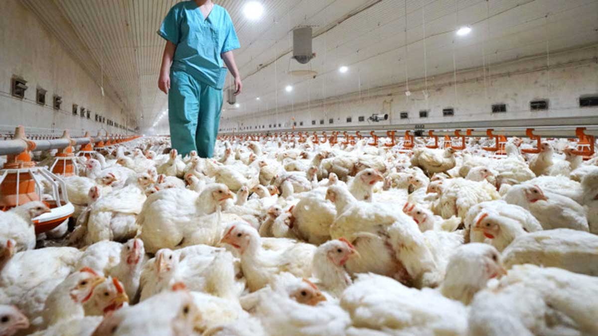 Ministros europeos de agricultura apoyan desarrollo de vacunación de aves de corral