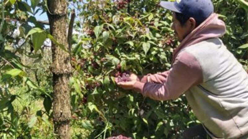 Mora y fresa ingresarán a mercados nacionales