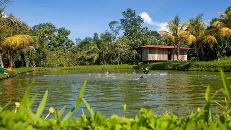 Piscicultores del Vraem estiman que producirán 263 TM de peces