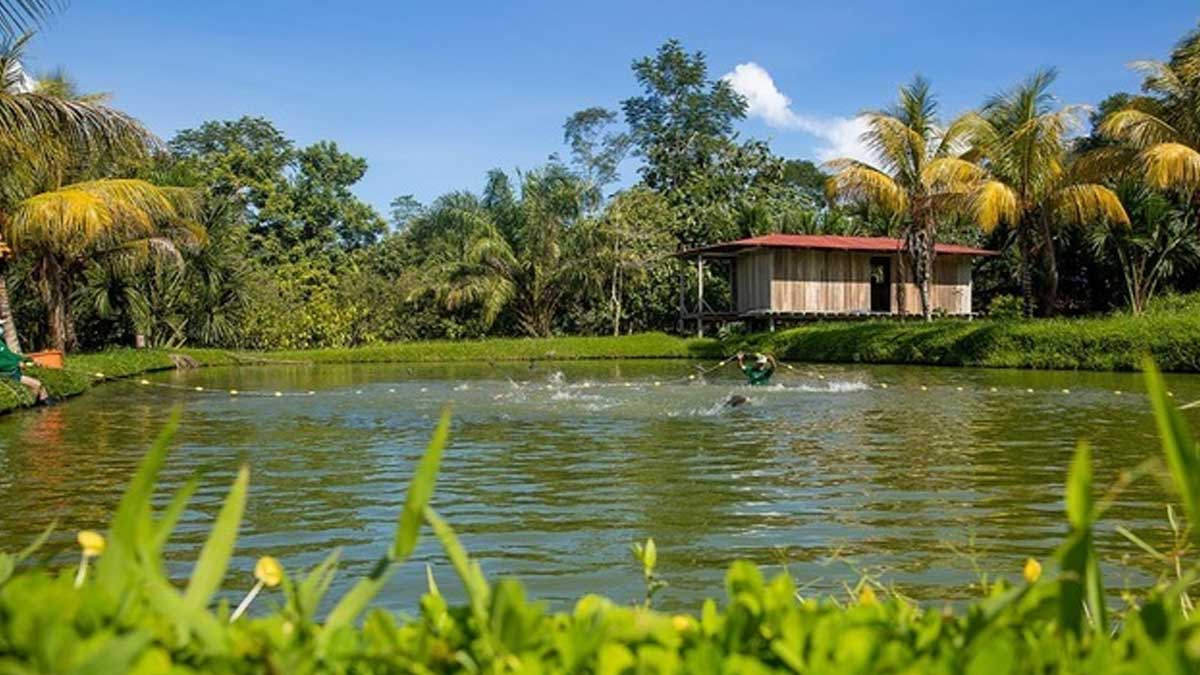 Piscicultores del Vraem estiman que producirán 263 TM de peces